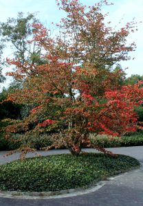 Herfstverkleuring meerstammige heesters en bomen - Cattier Tuinplanten