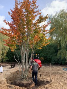 planten van exclusieve bomen - Cattier Tuinplanten